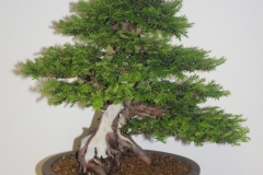 Esposizione-bonsai-Le-rocce-e-lacqua